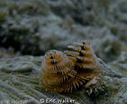 Christmas Tree Worms by Eric Walker 